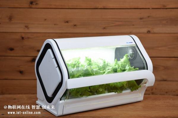 沖繩電信業者設立物聯網蔬菜工廠 基礎電信業務的全新轉型